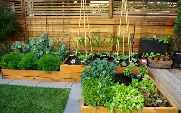 Having an edible garden in your yard can be easy with a few gardening tips and easy-to-grow plants. Photo courtesy of Aloe Designs.