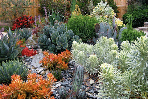 Succulents 101 Four Tips To Create A Thriving Succulent Garden Newhomesource