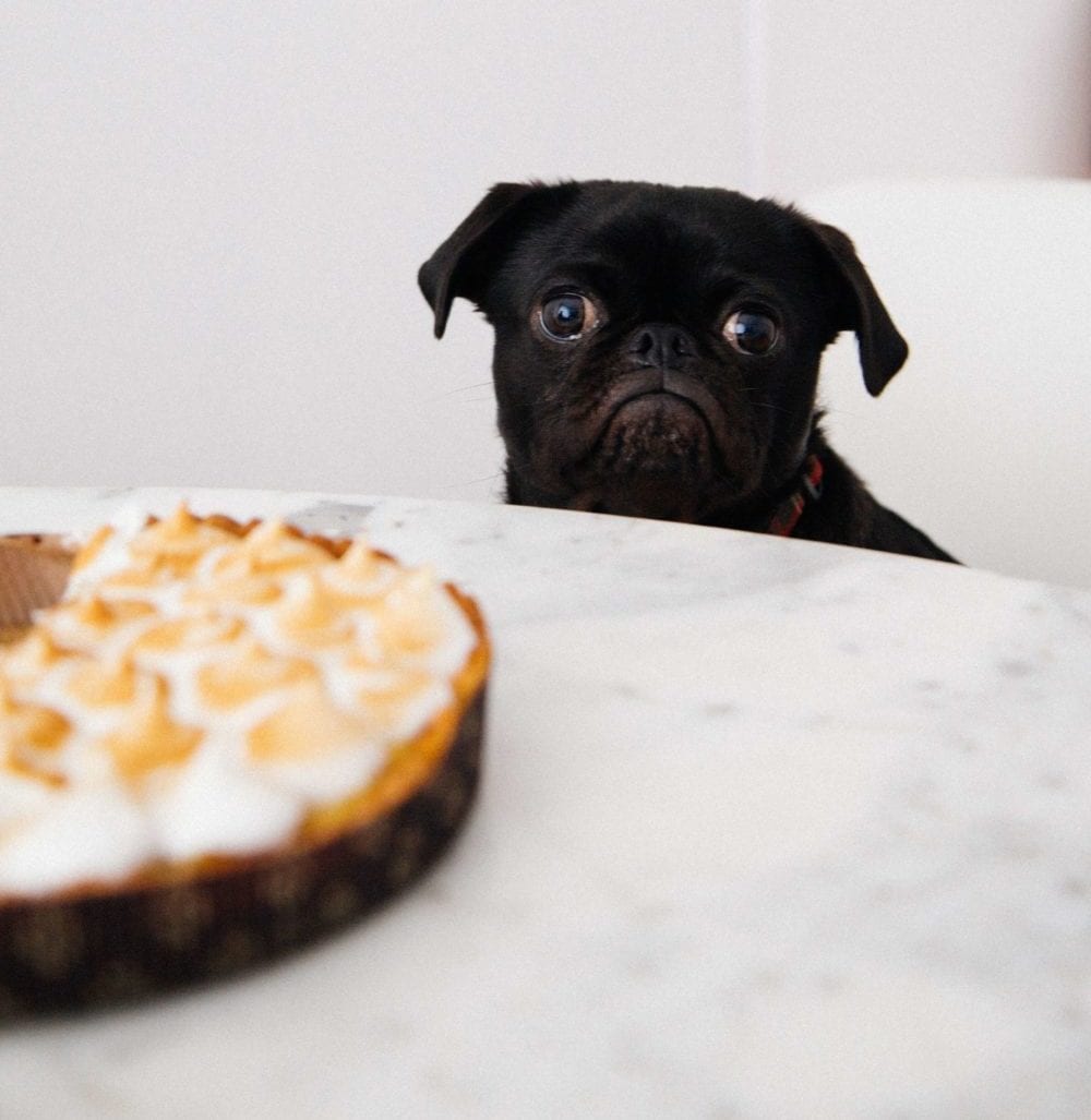 Grumpy pug who wants a piece of pie