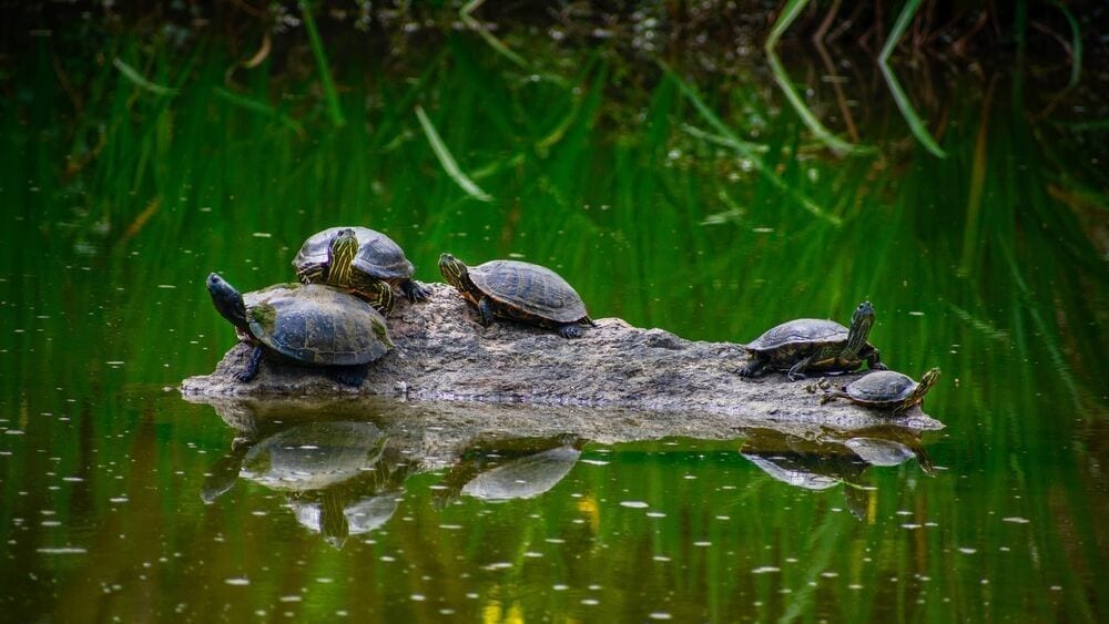 Turtles in a pond