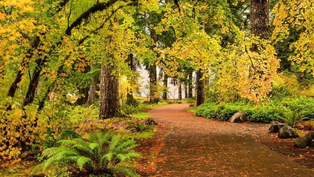 Nature trail in Oregon