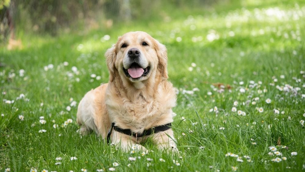 How to Create a Safe, PetFriendly Backyard NewHomeSource