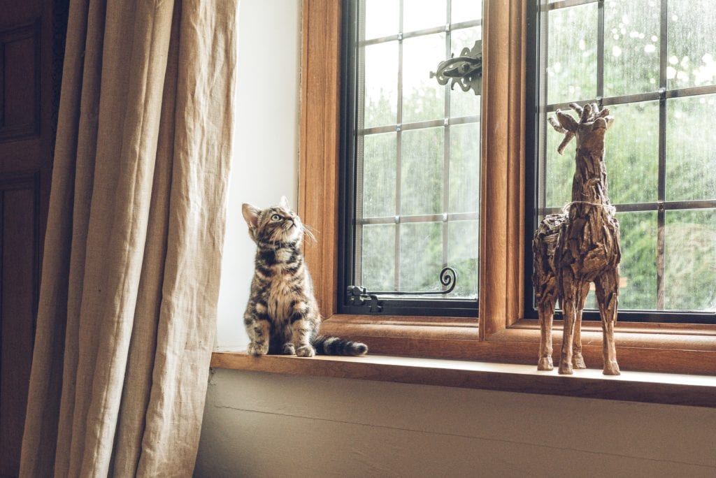 Designing And Decorating With Your Cat, How To Keep My Cat Away From Curtains