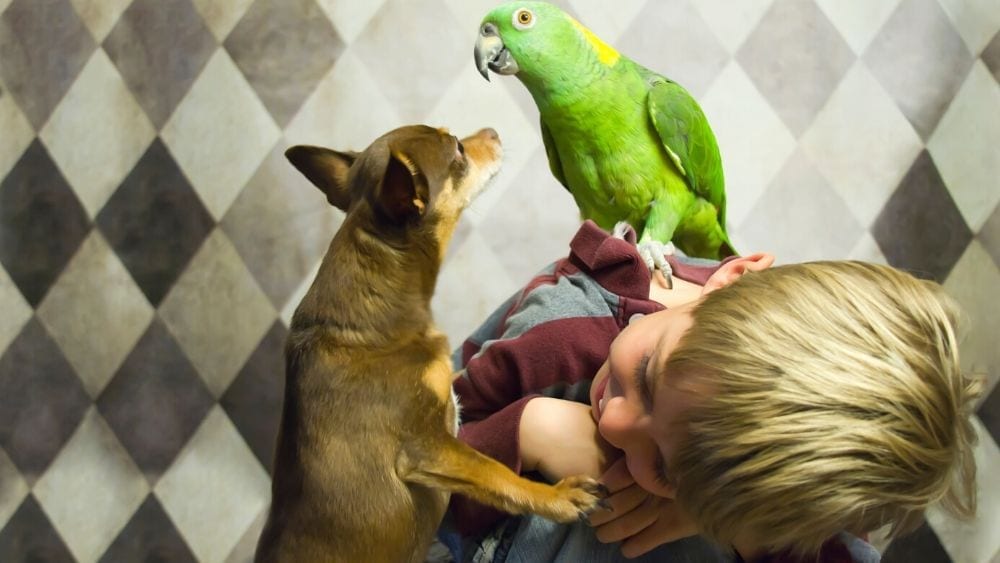 boy with parrot and dog