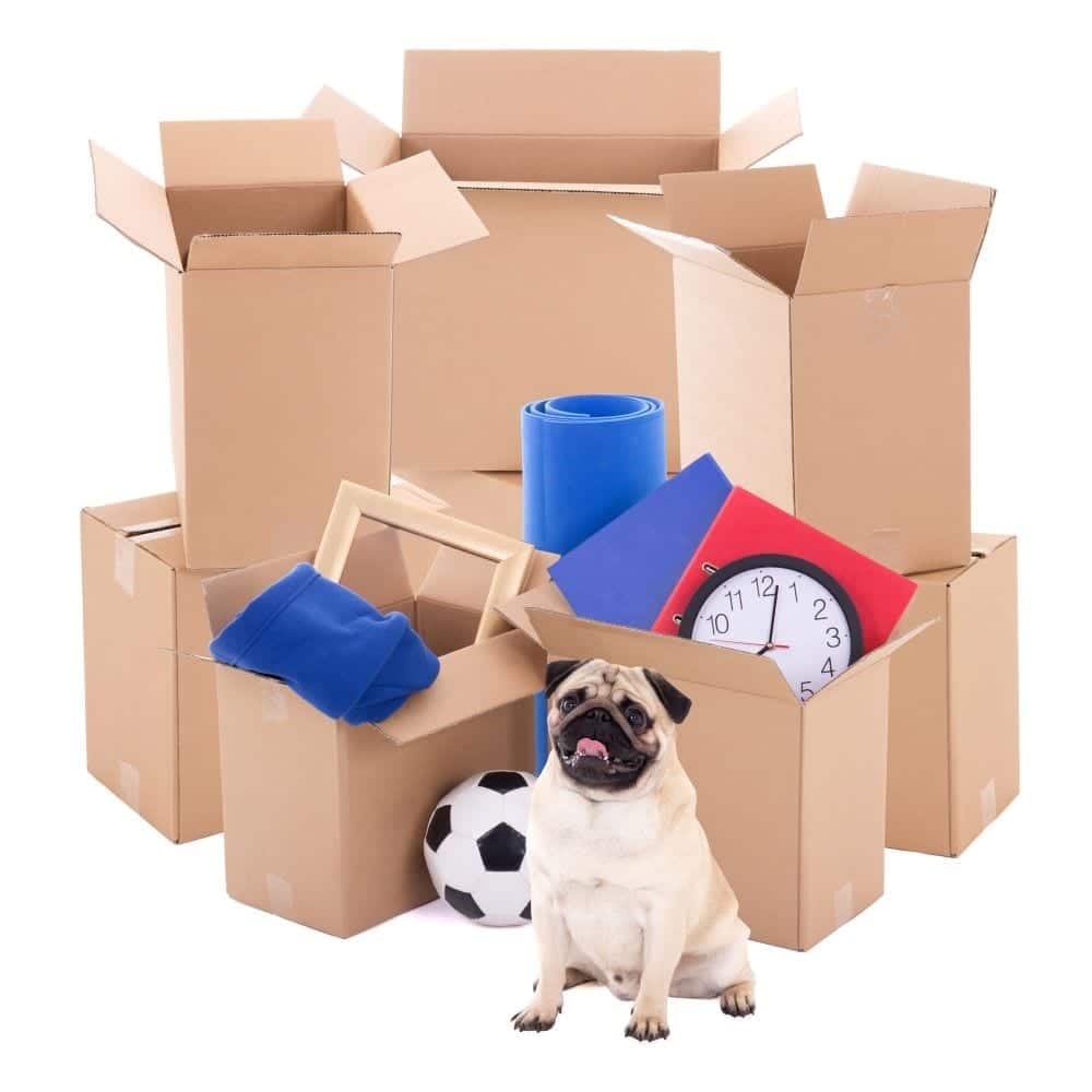 Moving boxes and a puppy