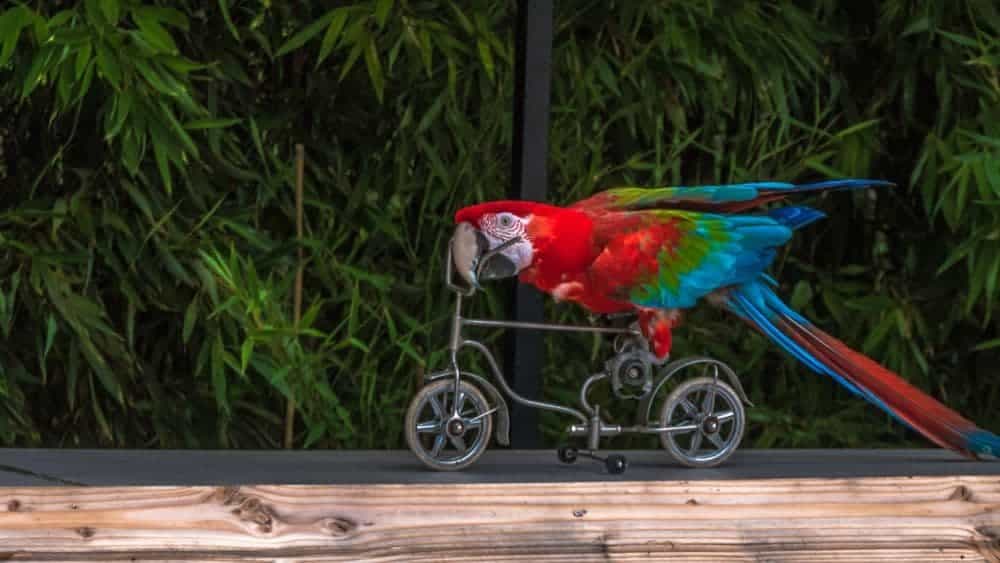 parrot on a bicycle