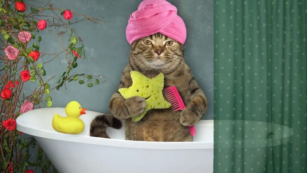 bathroom cat