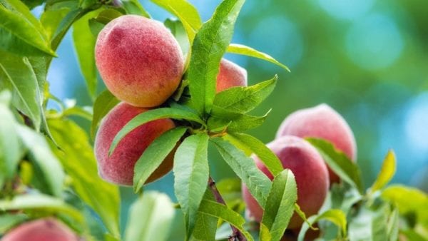 The 10 Best Places to Retire in Georgia in 2021 - NewHomeSource