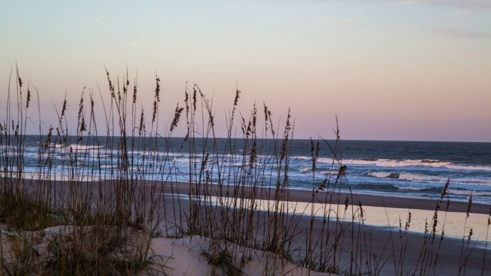 An empty beach at sunrise with native plants.