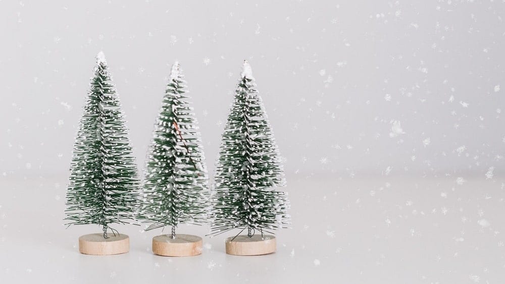 Close shot of three miniature Christmas trees.