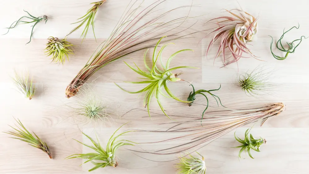 a variety of air plants on a wood table