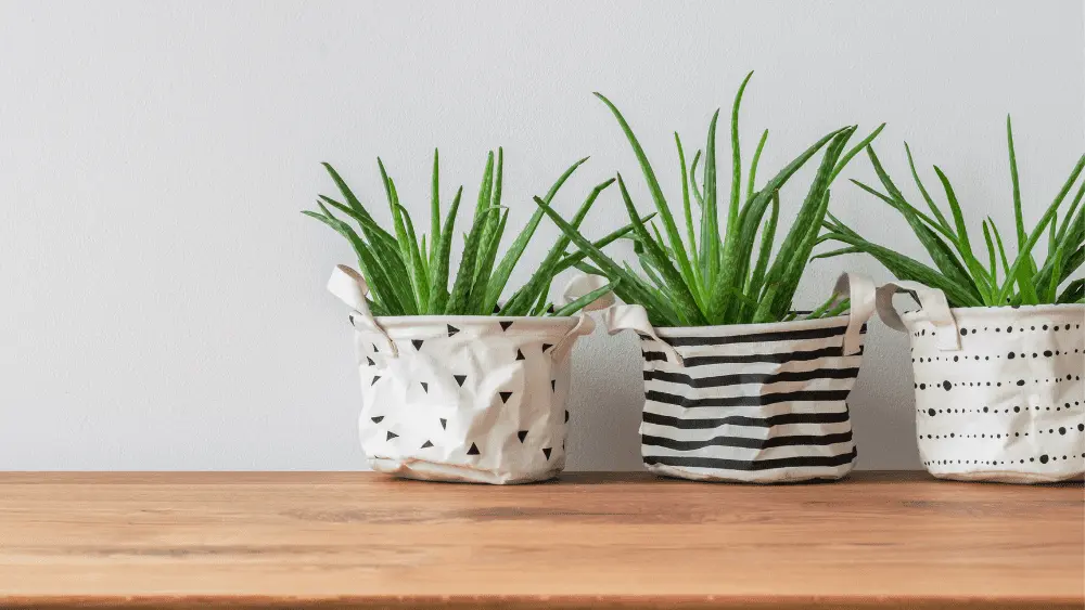 three aloe plants in baskets in front of a white wall