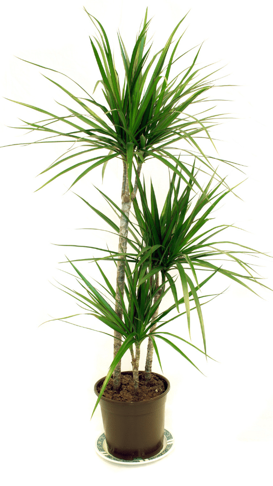 a potted dragon tree