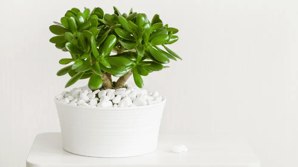 a jade plant in a white pot on a white table with white pebbles