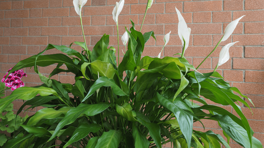a blooming peace lily in front of a red brick wall