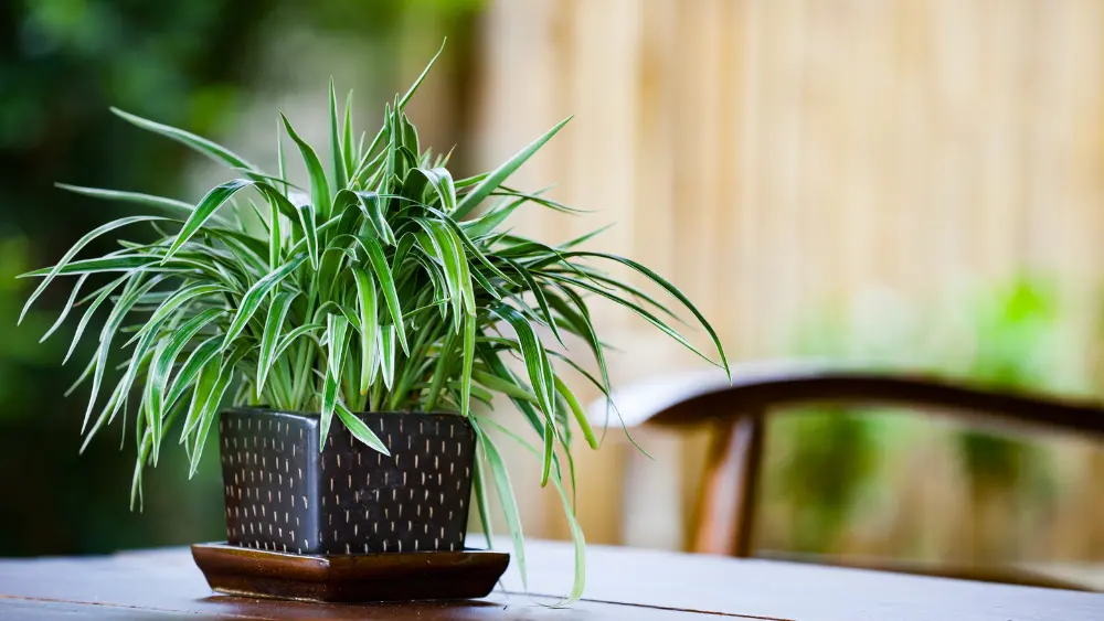 a spider plant in a brown pot on a wood table