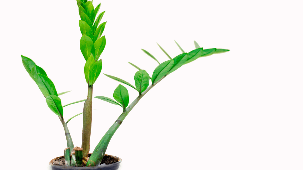 a potted zz plant