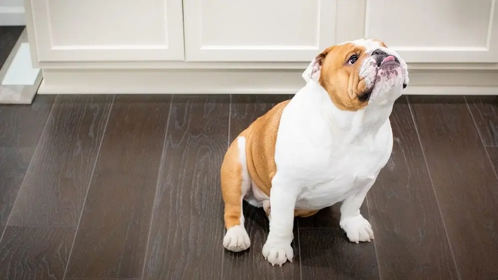 Flooring Options That Are Literally Pet and Kid Proof - NewHomeSource