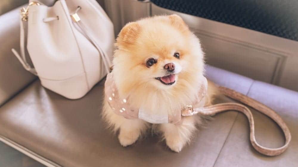 A brown pomeranian wearing a leash sitting on a bench next to a beige purse.