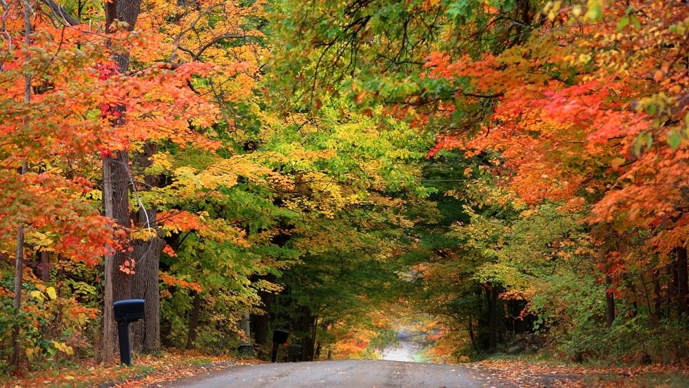 Rural road surrounded by colorful trees in Washtenaw County, MI.