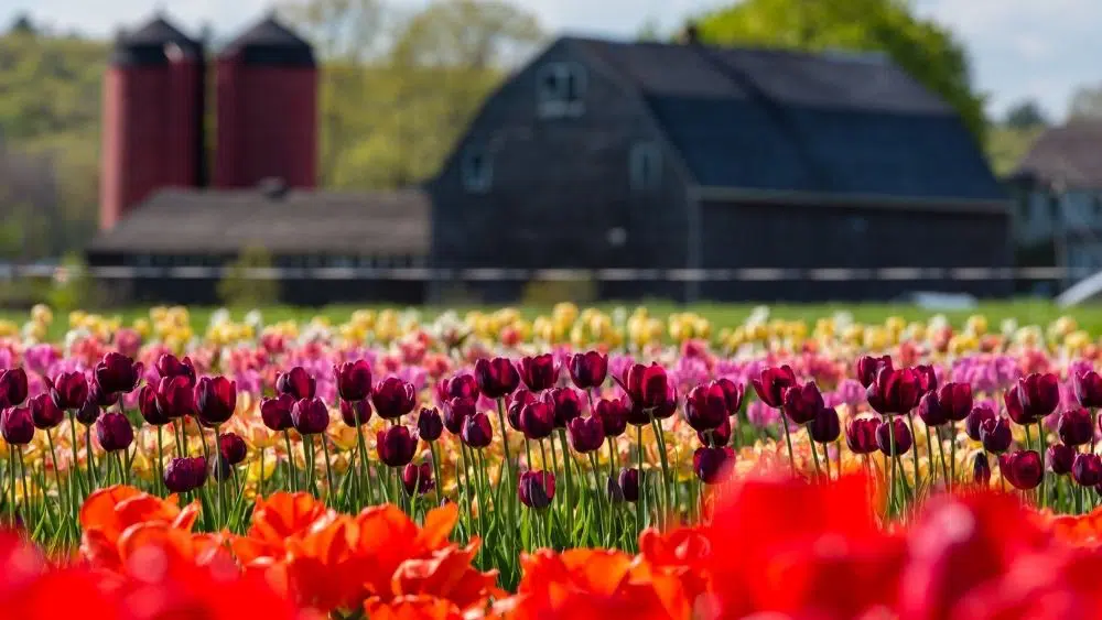 Campo de tulipanes multicolores en Johnston, Rhode Island.