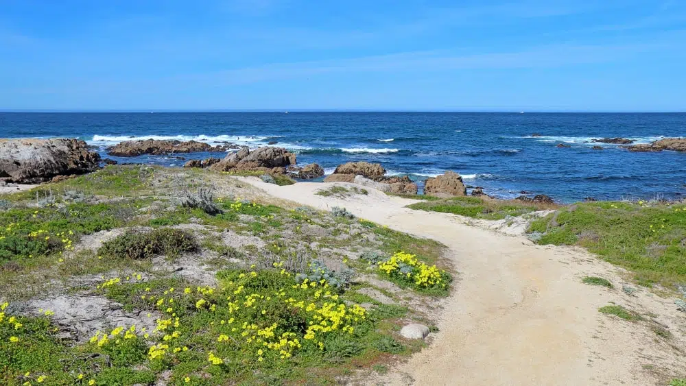 Walkway along bluff overlooking Asilomar State Beach with view of Pacific Ocean
