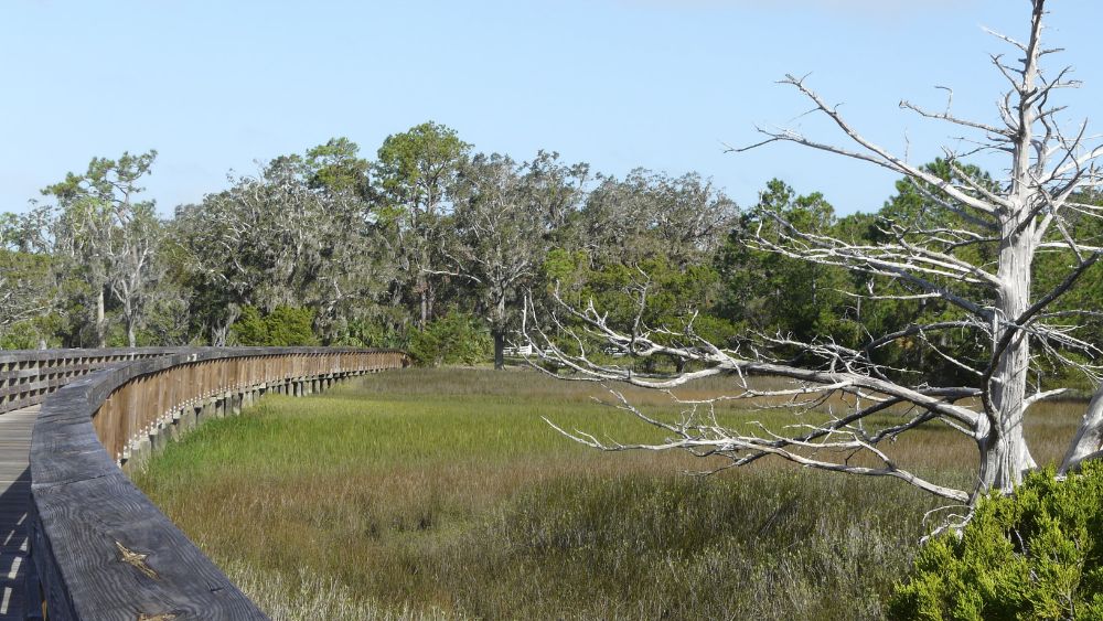 An outdoor scene of a field of grass leading toward a tree line. On the left of the image is a curved wooden walkway; on the right is a white tree with no leaves and many branches.