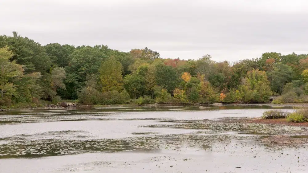 A still pond bordered by trees with green, yellow, and red leaves on an overcast day.
