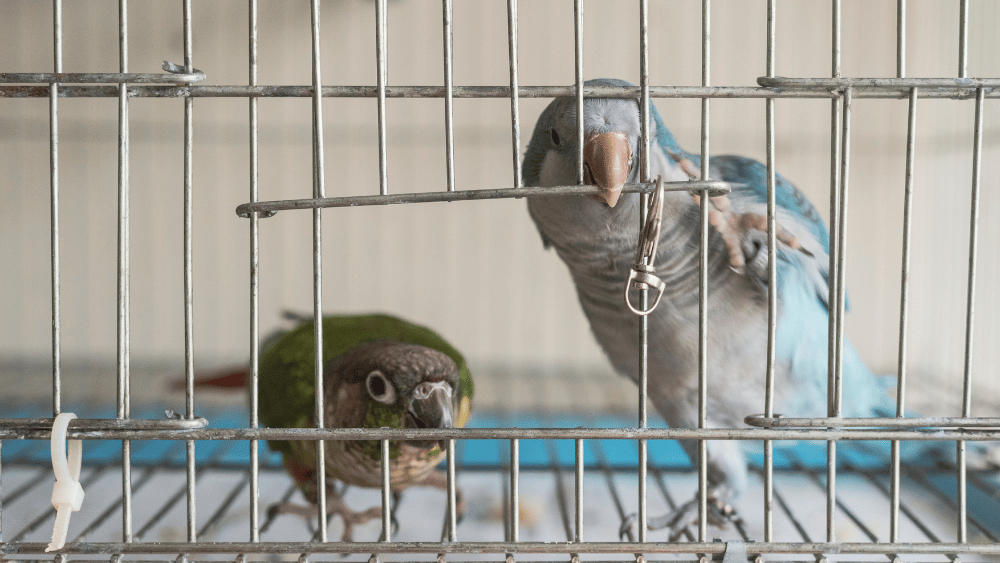 View of two birds playing in a cage.