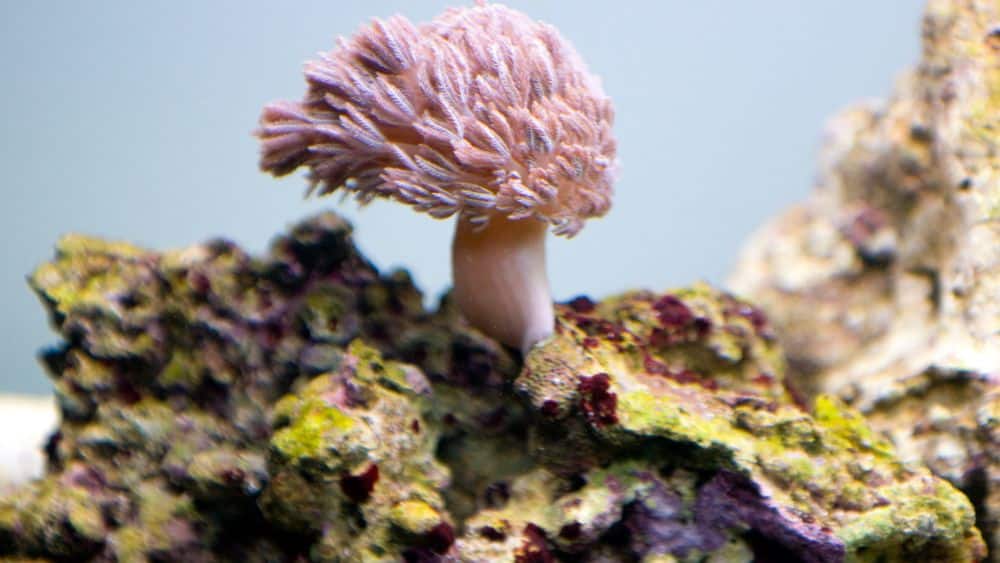 Rock with algae and pink anemone growing from it.
