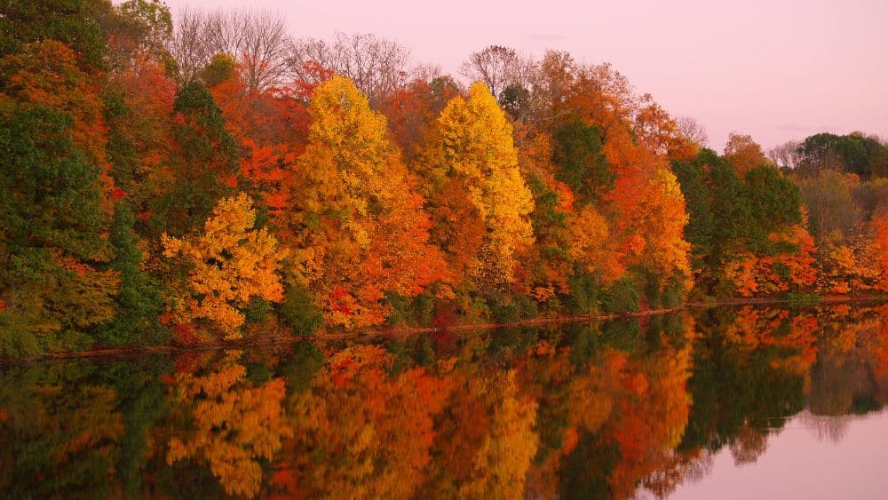 A line of colorful fall trees reflected on a clear lake with a pink sky.