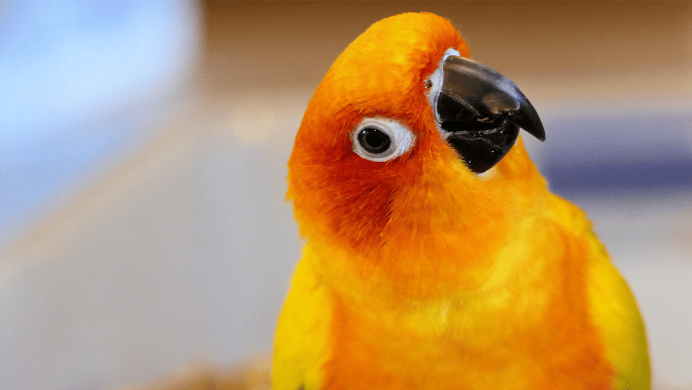 Close up portrait of a parrot with orange and yellow feathers and a black beak.