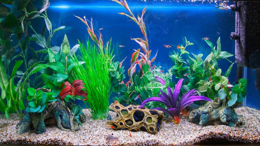 Colorful aquarium with bright plants and small orange fish.