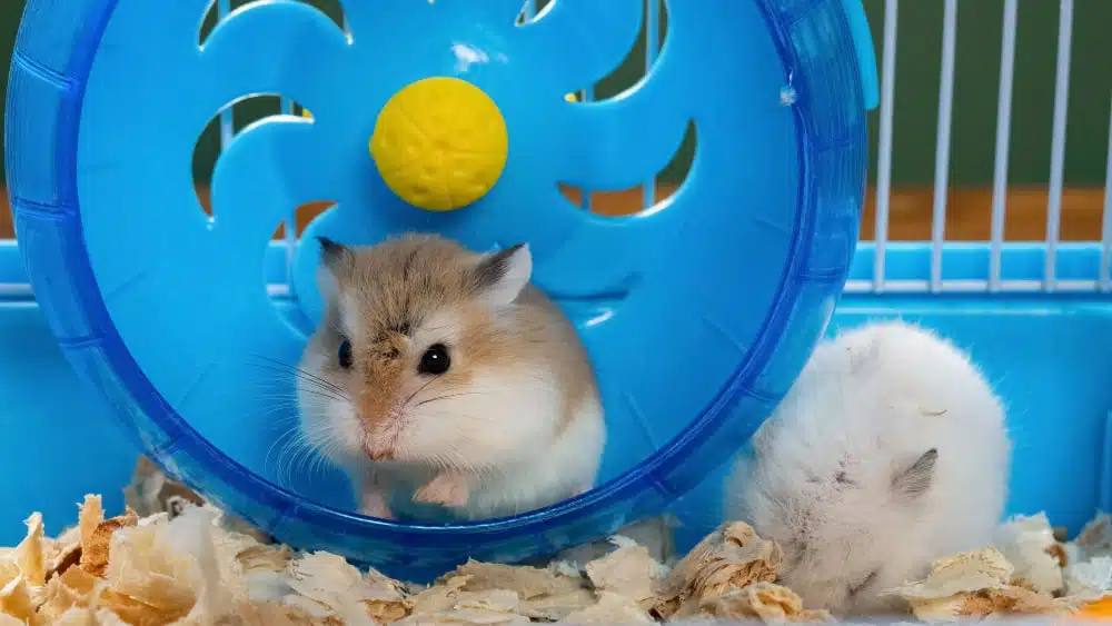 Two hamster, one tan/white and the other white, sit in their blue cage