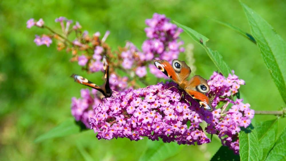 Flowering plant with small pink flowers all bundled together. Two orange butterflies with markings that look like eyes are resting on the flowers.