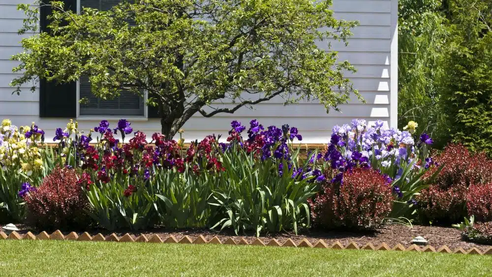A home garden with purple and yellow flowers.