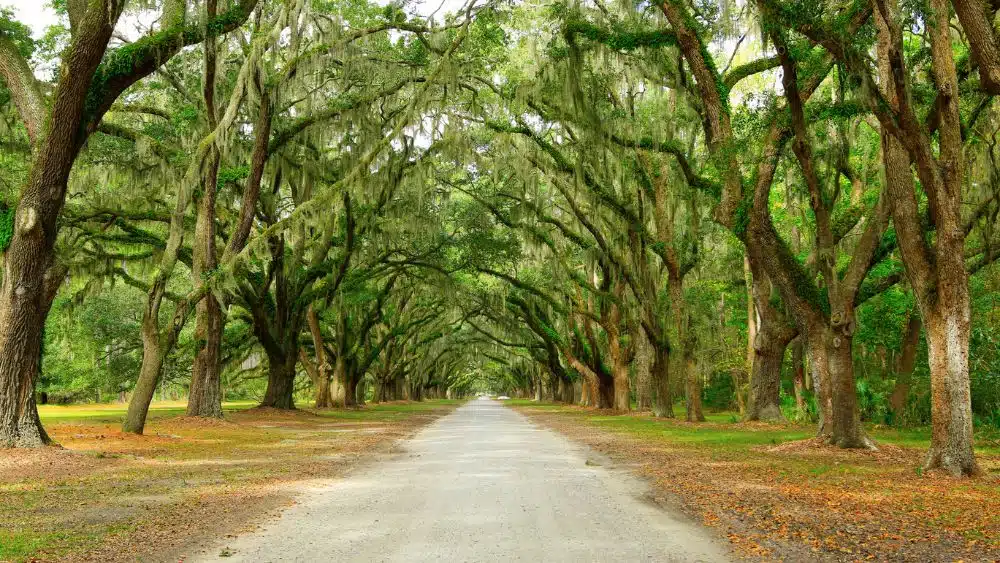 Best Suburbs Surrounding Savannah,
